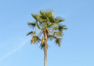 Carnaúba - Copernicia Prunifera