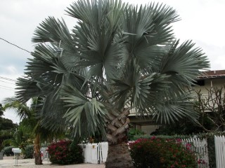 Palmeira Azul - Bismarckia Nobilis