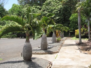 Palmeira Garrafão - Hyophorbe Lagenicaulis